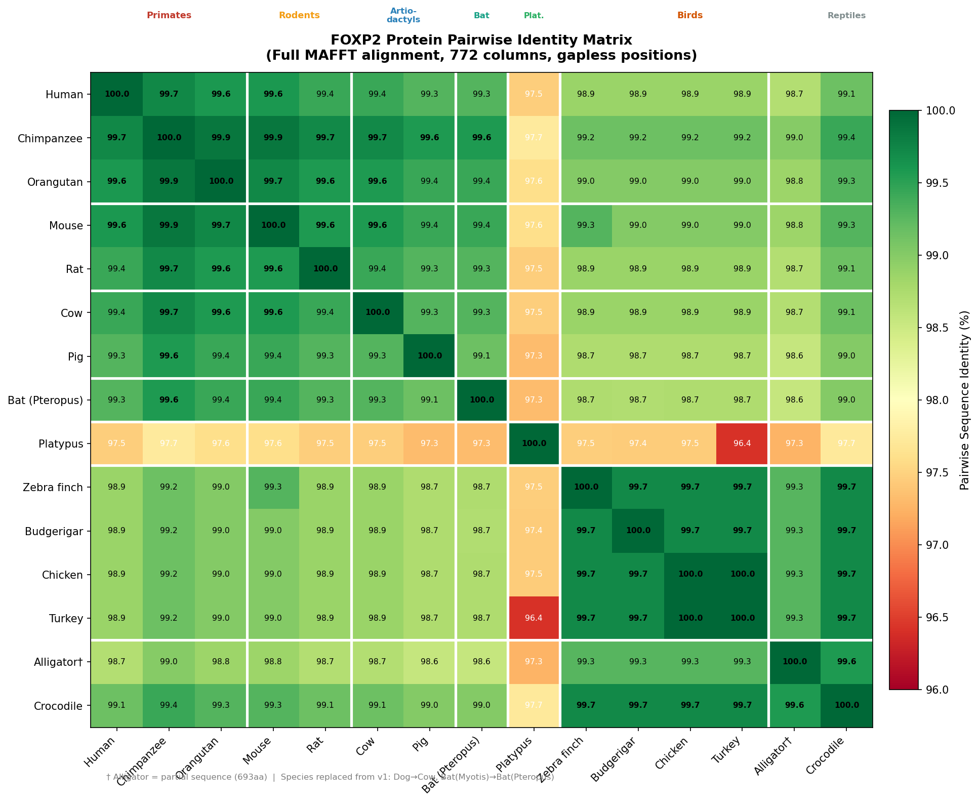 Revised pairwise FOXP2 protein identity matrix across 15 vertebrate species