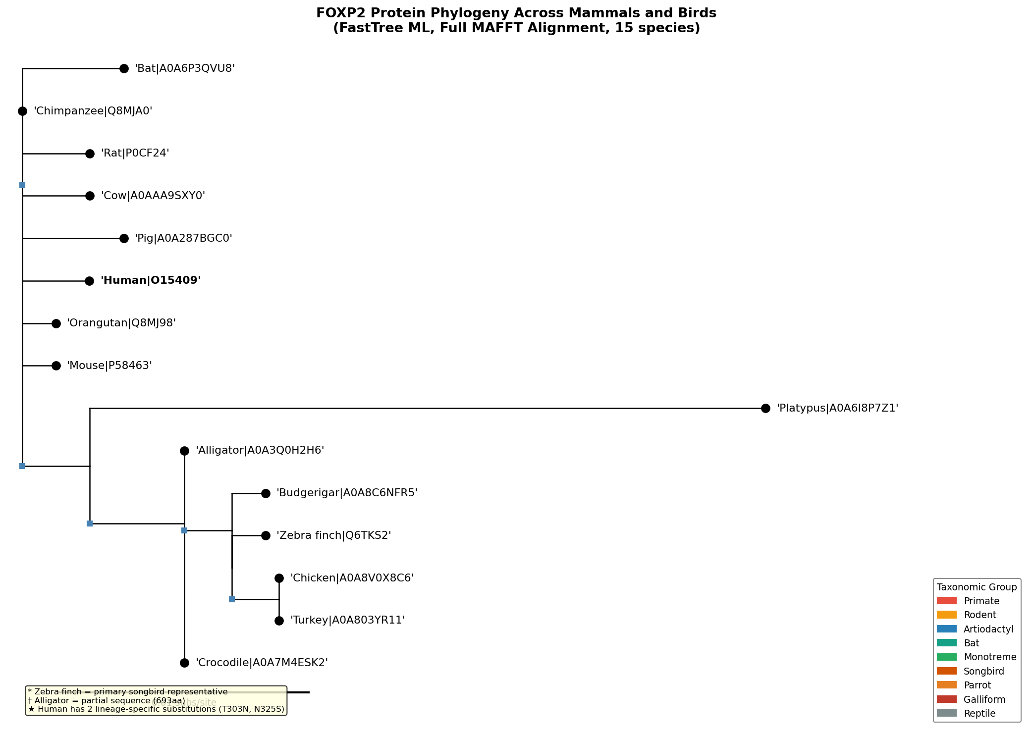 Revised FOXP2 phylogenetic tree across 15 vertebrates