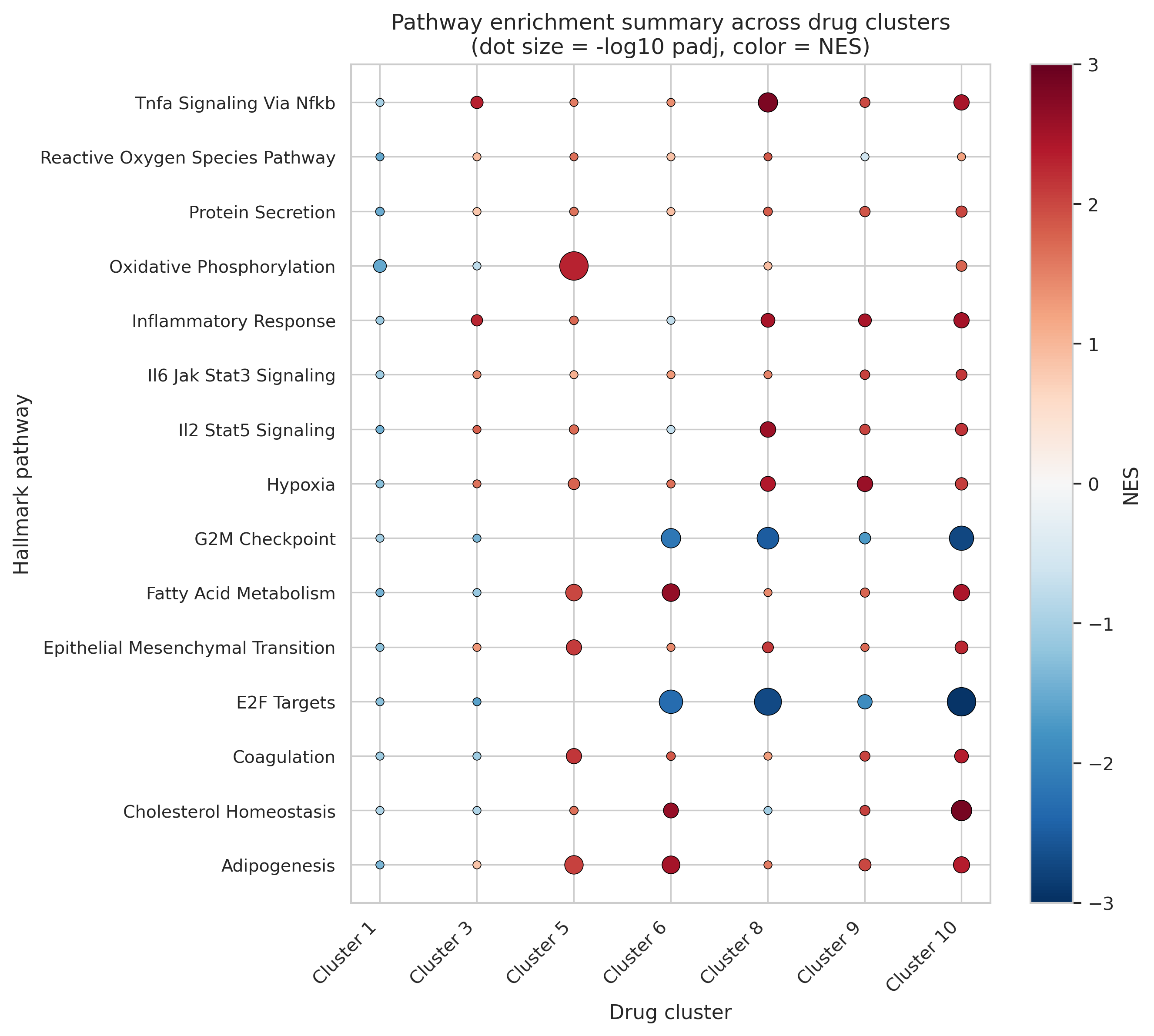 Hallmark pathway enrichment summary across HepG2 drug-response clusters