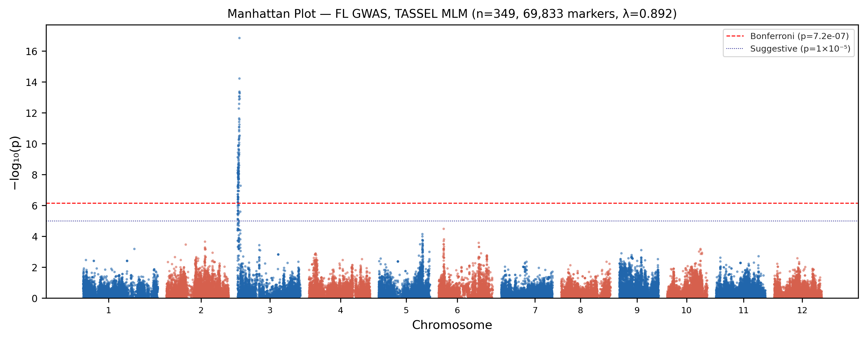 Manhattan plot across 12 rice chromosomes with significant associations concentrated on chromosome 3