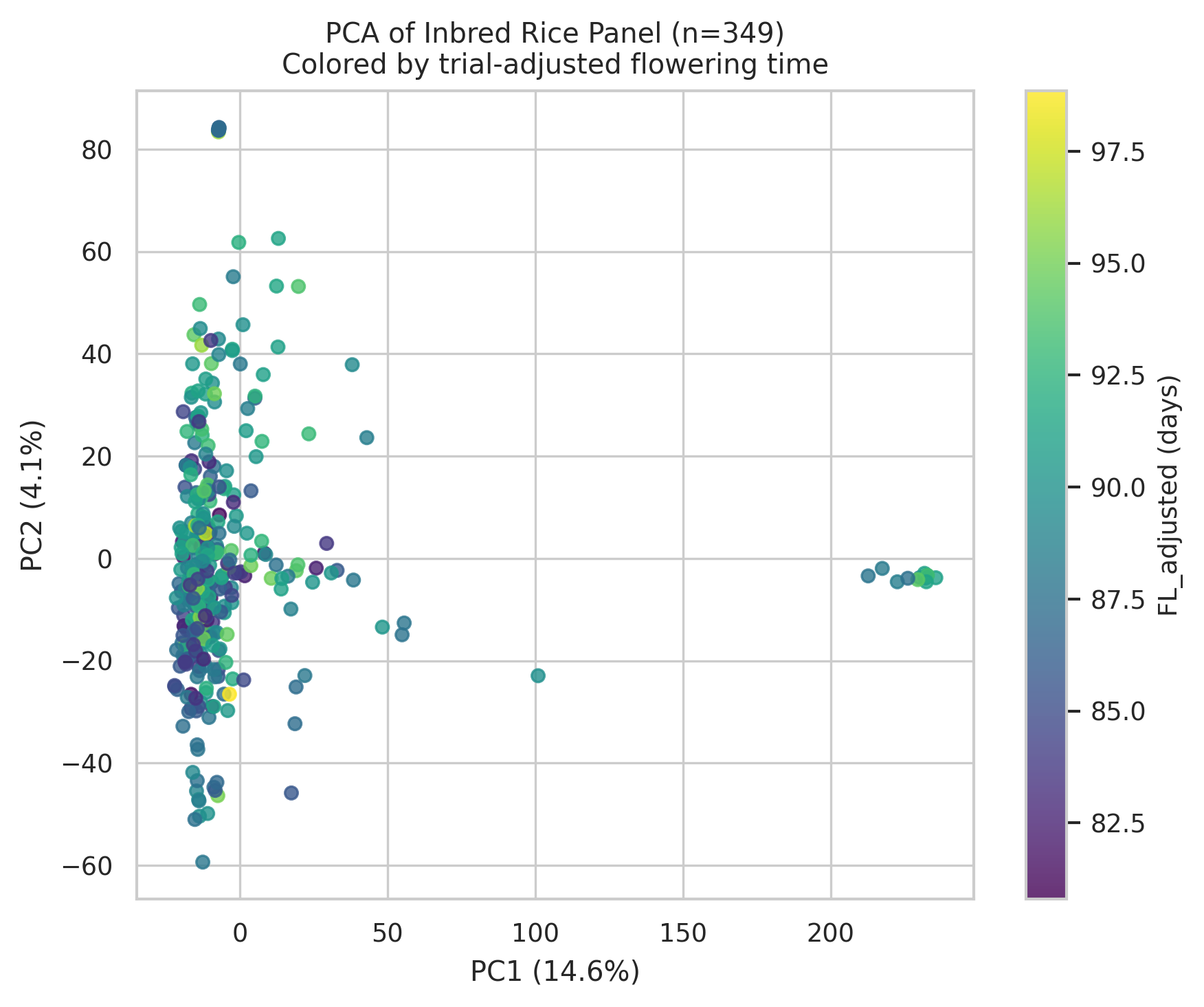 Genotype PCA of 349 rice lines colored by adjusted flowering time