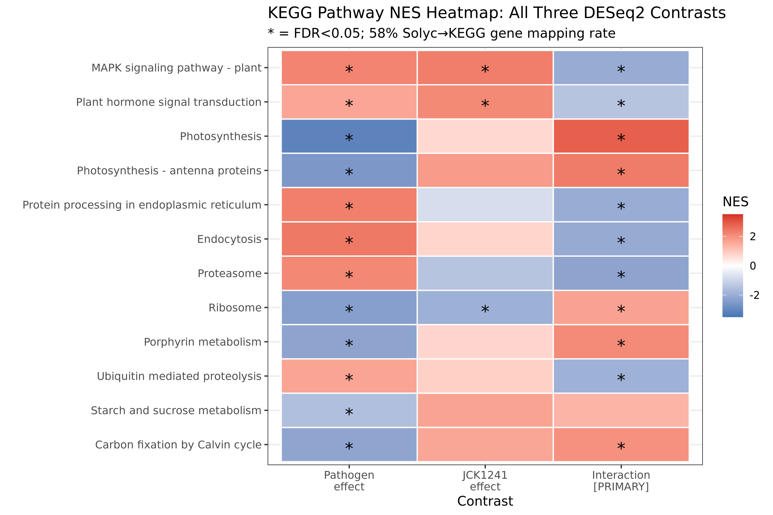 Heatmap comparing normalized enrichment scores for tomato KEGG pathways across pathogen, JCK1241, and interaction contrasts